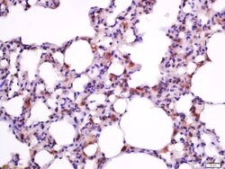 Bax Rabbit anti-Human, Polyclonal, Bioss 100 &mu;L; Unconjugated:Antibodies,