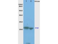 Bax Rabbit anti-Human, Polyclonal, Bioss 100 &mu;L; Unconjugated:Antibodies,