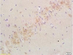 Nogo-A Rabbit anti-Human, Polyclonal, Bioss 100 &mu;L; Unconjugated:Antibodies,