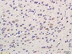 GAP43 Rabbit anti-Human, Polyclonal, Bioss 100 &mu;L; Unconjugated:Antibodies,