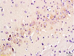 GAP43 Rabbit anti-Human, Polyclonal, Bioss 100 &mu;L; Unconjugated:Antibodies,