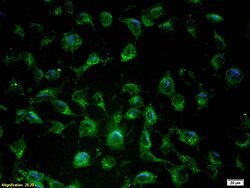 eNOS Rabbit anti-Human, Polyclonal, Bioss 100 &mu;L; Unconjugated:Antibodies,