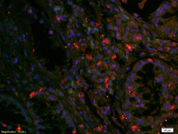 EGFR Rabbit anti-Human, Polyclonal, Bioss 100 &mu;L; Unconjugated:Antibodies,