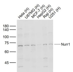 Nurr1 Polyclonal Antibody, Bioss 100 &mu;L; Unconjugated:Antibodies, Polyclonal