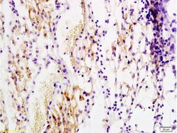 PDGF B Rabbit anti-Human, Polyclonal, Bioss 100 &mu;L; Unconjugated:Antibodies,