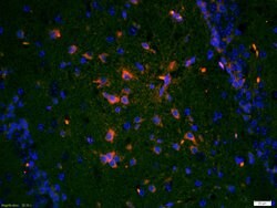 TrkA Rabbit anti-Human, Polyclonal, Bioss 100 &mu;L | Buy Online | Bioss | Fisher Scientific