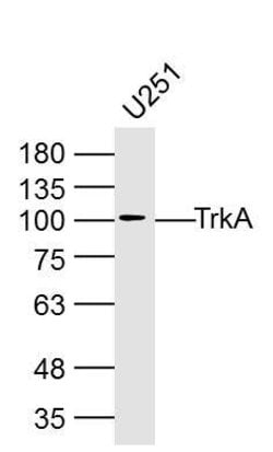 TrkA Rabbit anti-Human, Polyclonal, Bioss 100 &mu;L | Buy Online | Bioss | Fisher Scientific