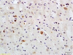 PACAP-38 Rabbit anti-Human, Polyclonal, Bioss 100 &mu;L; Unconjugated:Antibodies,