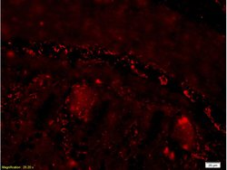 PACAP-38 Rabbit anti-Human, Polyclonal, Bioss 100 &mu;L; Unconjugated:Antibodies,