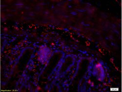 PACAP-38 Rabbit anti-Human, Polyclonal, Bioss 100 &mu;L; Unconjugated:Antibodies,