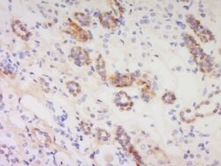 PACAP-38 Rabbit anti-Human, Polyclonal, Bioss 100 &mu;L; Unconjugated:Antibodies,