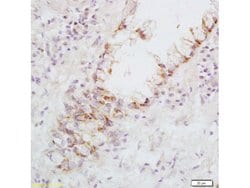 Fas Ligand Rabbit anti-Human, Polyclonal, Bioss 100 &mu;L; Unconjugated:Antibodies,