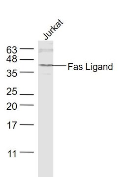 Fas Ligand Rabbit anti-Human, Polyclonal, Bioss 100 &mu;L; Unconjugated:Antibodies,