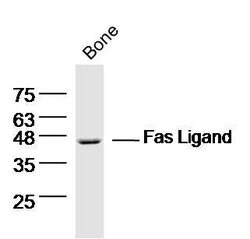 Fas Ligand Rabbit anti-Human, Polyclonal, Bioss 100 &mu;L; Unconjugated:Antibodies,