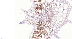 EXPB-2 Rabbit anti-Plant, Polyclonal, Bioss 100 &mu;L; Unconjugated:Antibodies,
