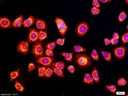 VEGF Rabbit anti-Human, Polyclonal, Bioss 100 &mu;L; Unconjugated:Antibodies,