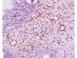 VEGF Rabbit anti-Human, Polyclonal, Bioss 100 &mu;L; Unconjugated:Antibodies,