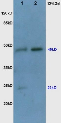 VEGF Rabbit anti-Human, Polyclonal, Bioss 100 &mu;L; Unconjugated:Antibodies,