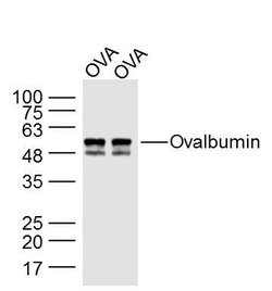 Ovalbumin Rabbit anti-Human, Polyclonal, Bioss 100 &mu;L; Unconjugated:Antibodies,