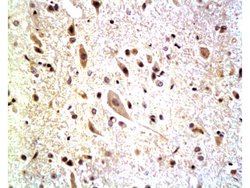 Neurofascin Rabbit anti-Human, Polyclonal, Bioss 100 &mu;L; Unconjugated:Antibodies,