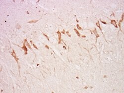 Neurofascin Rabbit anti-Human, Polyclonal, Bioss 100 &mu;L; Unconjugated:Antibodies,