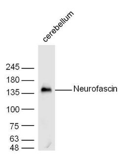 Neurofascin Rabbit anti-Human, Polyclonal, Bioss 100 &mu;L; Unconjugated:Antibodies,