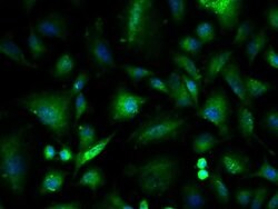 ILK-1 Rabbit anti-Human, Polyclonal, Bioss 100 &mu;L; Unconjugated:Antibodies,