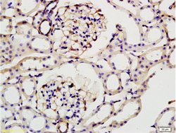 ILK-1 Rabbit anti-Human, Polyclonal, Bioss 100 &mu;L; Unconjugated:Antibodies,