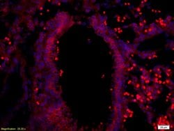 Myelin Protein Zero Rabbit anti-Human, Polyclonal, Bioss 100 &mu;L; Unconjugated:Antibodies,