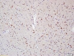 Myelin Protein Zero Rabbit anti-Human, Polyclonal, Bioss 100 &mu;L; Unconjugated:Antibodies,