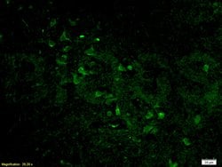 Histone H3 Rabbit anti-Human, Polyclonal, Bioss 100 &mu;L; Unconjugated:Antibodies,