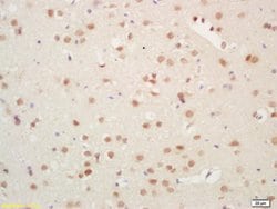 Histone H3 Rabbit anti-Human, Polyclonal, Bioss 100 &mu;L; Unconjugated:Antibodies,