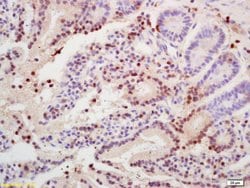 Histone H3 Rabbit anti-Human, Polyclonal, Bioss 100 &mu;L; Unconjugated:Antibodies,
