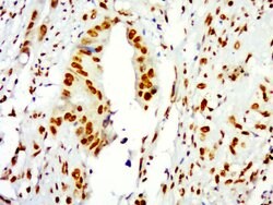 Histone H3 Rabbit anti-Human, Polyclonal, Bioss 100 &mu;L; Unconjugated:Antibodies,