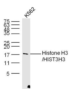 Histone H3 Rabbit anti-Human, Polyclonal, Bioss 100 &mu;L; Unconjugated:Antibodies,