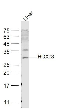 HOXc8 Rabbit anti-Human, Polyclonal, Bioss 100 &mu;L; Unconjugated:Antibodies,