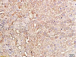 TIMP-1 Rabbit anti-Human, Polyclonal, Bioss 100 &mu;L; Unconjugated:Antibodies,
