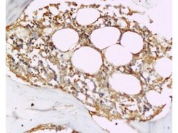 OPG Rabbit anti-Human, Polyclonal, Bioss 100 &mu;L; Unconjugated:Antibodies,