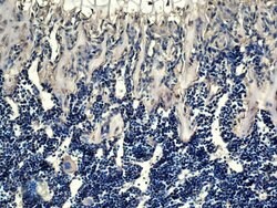 OPG Rabbit anti-Human, Polyclonal, Bioss 100 &mu;L; Unconjugated:Antibodies,