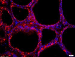 NIS Rabbit anti-Human, Polyclonal, Bioss 100 &mu;L; Unconjugated:Antibodies,