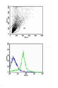 CD31 Rabbit anti-Human, Polyclonal, Bioss 100 &mu;L; Unconjugated:Antibodies,