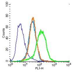 CD31 Rabbit anti-Human, Polyclonal, Bioss 100 &mu;L; Unconjugated:Antibodies,