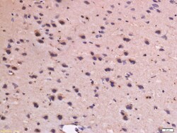CD31 Rabbit anti-Human, Polyclonal, Bioss 100 &mu;L; Unconjugated:Antibodies,