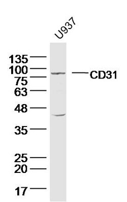 CD31 Rabbit anti-Human, Polyclonal, Bioss 100 &mu;L; Unconjugated:Antibodies,