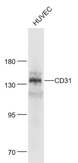 CD31 Rabbit anti-Human, Polyclonal, Bioss 100 &mu;L; Unconjugated:Antibodies,