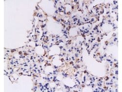 IFN gamma Rabbit anti-Human, Polyclonal, Bioss 100 &mu;L; Unconjugated:Antibodies,