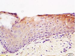 Integrin beta 1 Rabbit anti-Human, Polyclonal, Bioss 100 &mu;L; Unconjugated:Antibodies,
