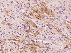 Selenoprotein W Rabbit anti-Human, Polyclonal, Bioss 100 &mu;L; Unconjugated:Antibodies,