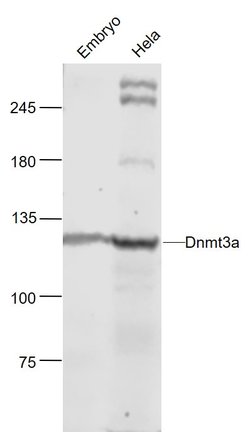 Dnmt3a Rabbit anti-Human, Polyclonal, Bioss 100 &mu;L; Unconjugated:Antibodies,