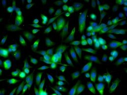 RAR Beta Rabbit anti-Human, Polyclonal, Bioss 100 &mu;L; Unconjugated:Antibodies,